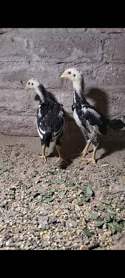 king size/shamo /high quality/white shamo/pure aseel shamo chicks