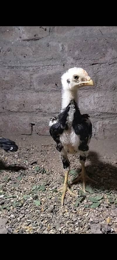 king size/shamo /high quality/white shamo/pure aseel shamo chicks