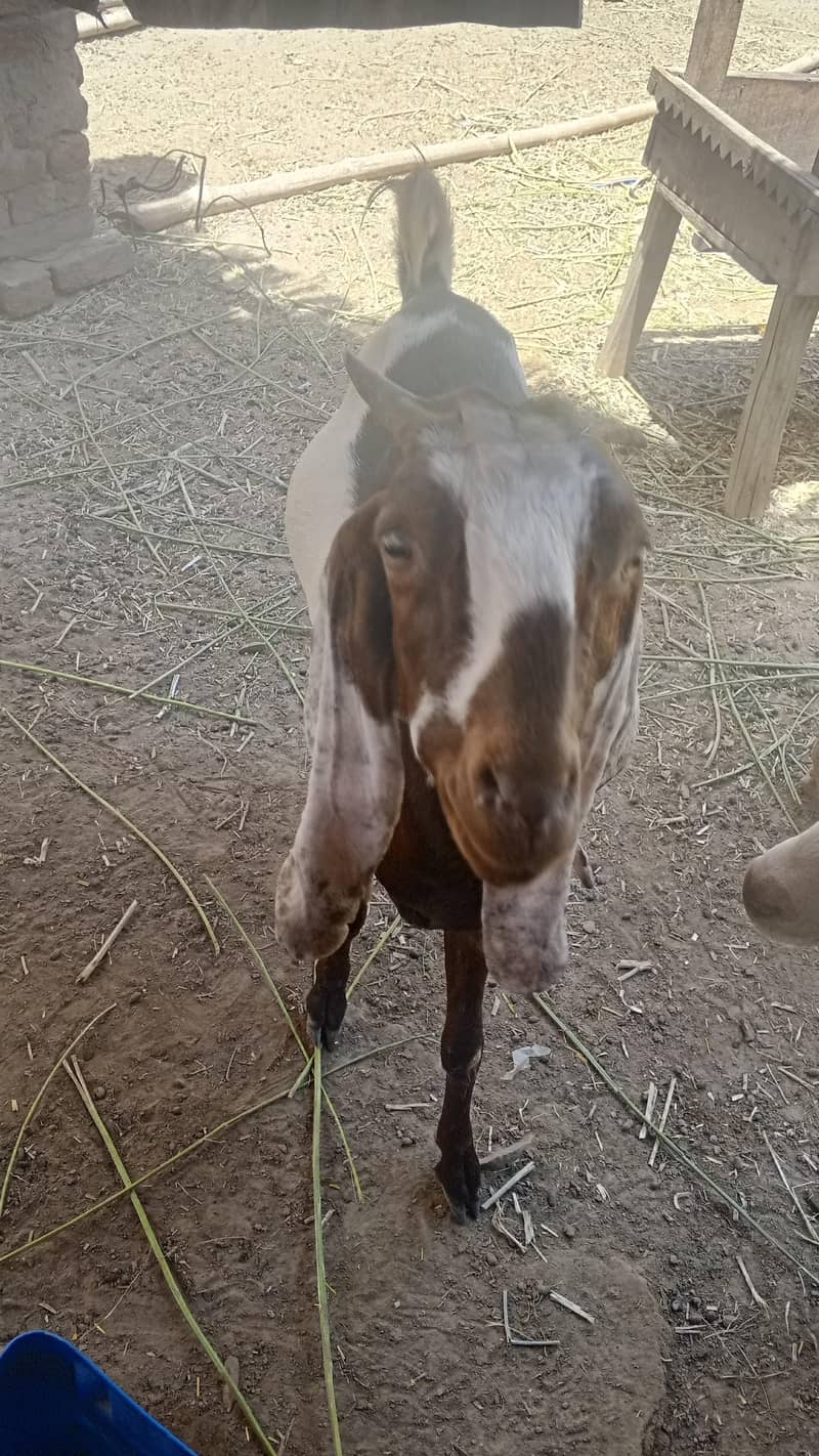 goats 0
