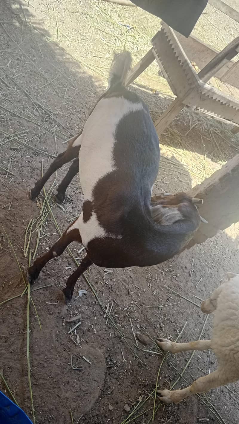 goats 1