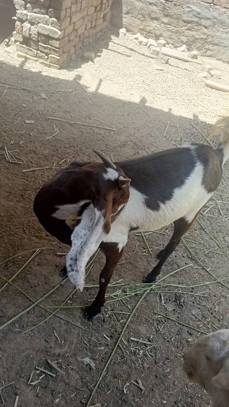 goats 2