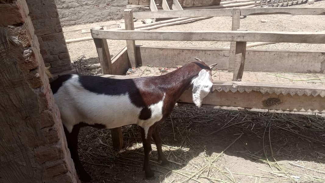 goats 3