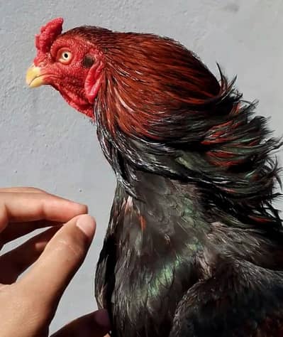 Quality Lakha Aseel Murgha Forsale.