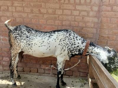 saifabad Faisalabad