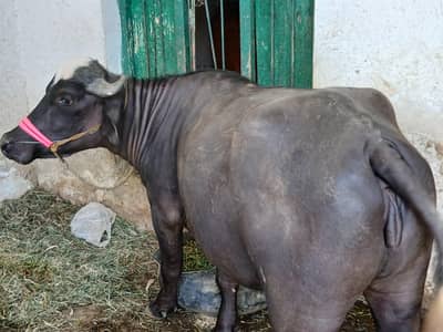 BUFFALO