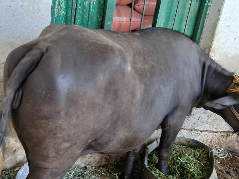 BUFFALO 1