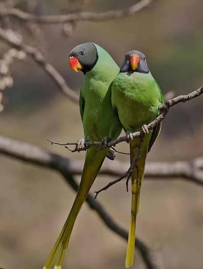 breeder pair available