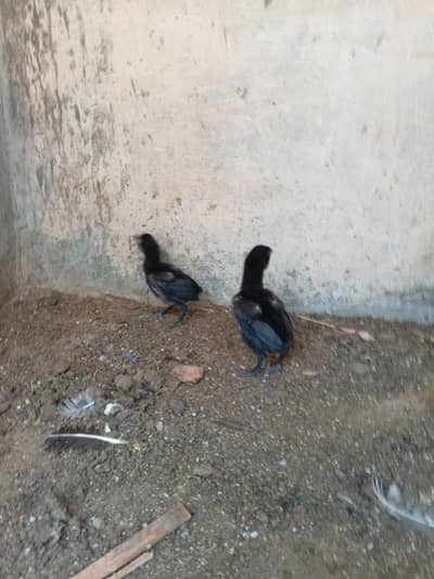 black thai chicks 3