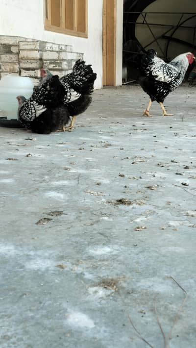 eggs | wyandotte eggs| copper maran eggs| maran eggs