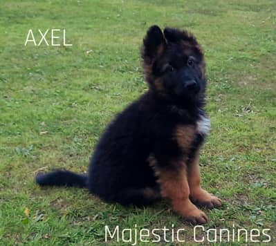 AXEL vom Majestic Canines