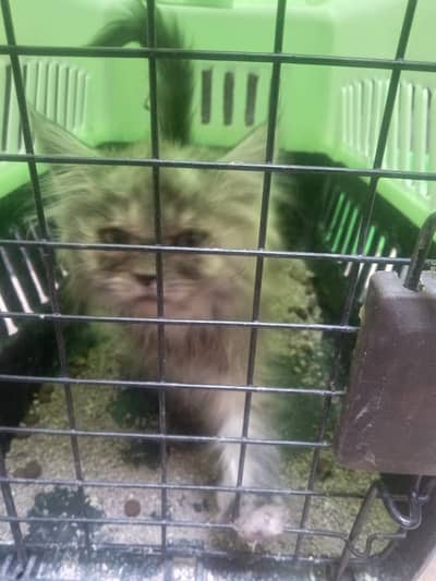Persian kittens for sale