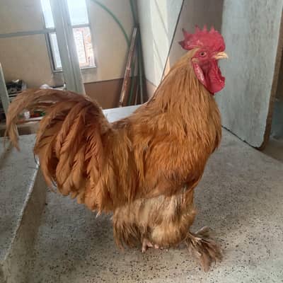 GOLDEN BUFF MALE BREEDER