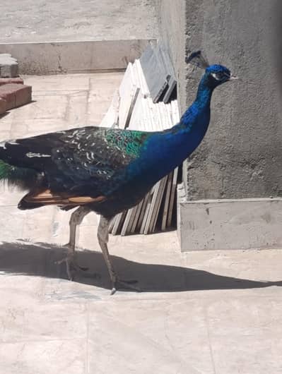 Healthy Male Bird Available | 2 Years Old”