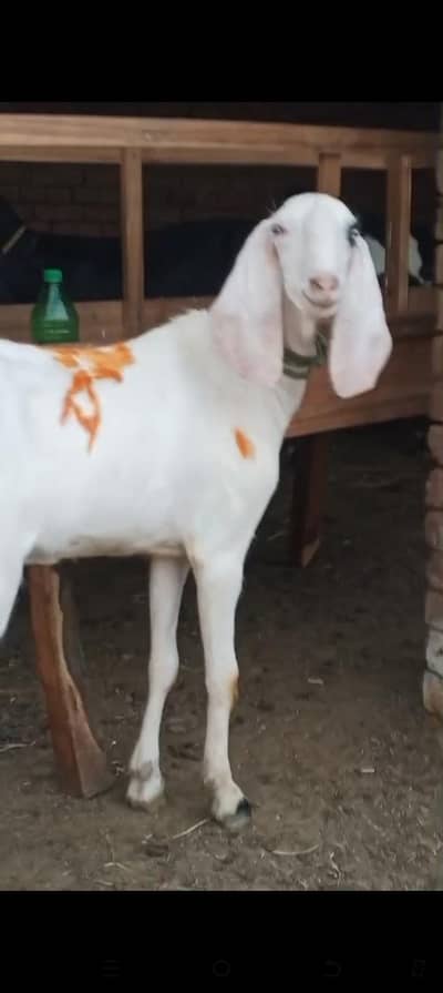 Qurbani ka liya bakra ha