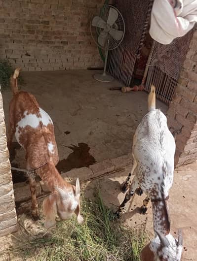 2 bakry for sale