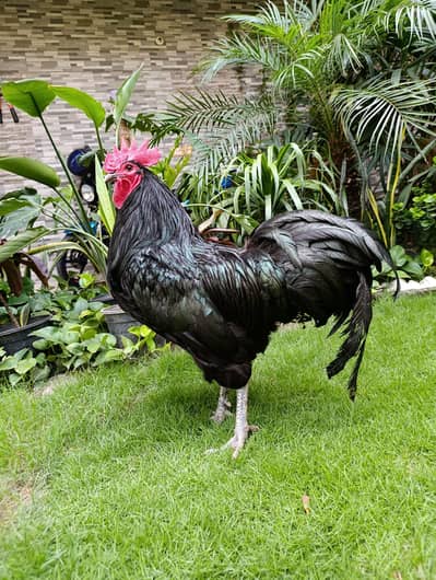 Black/BLUE Astrolope heritage egg and chiks available for sale