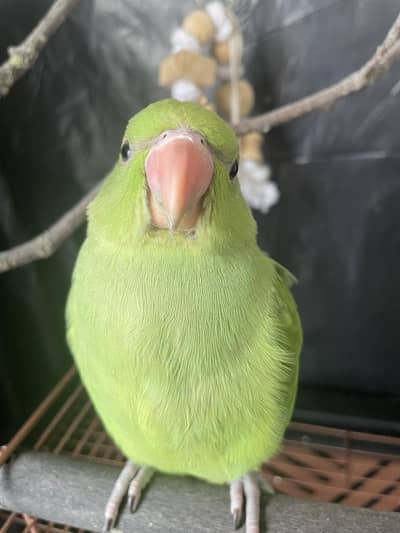 Home breed parrots chicks