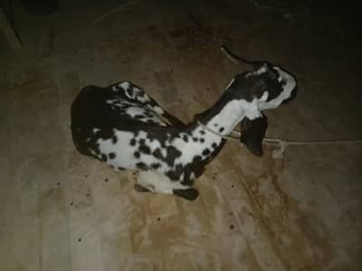 Bakri