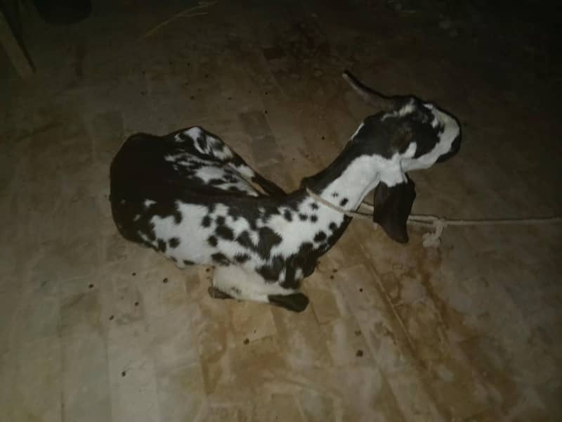 Bakri 0