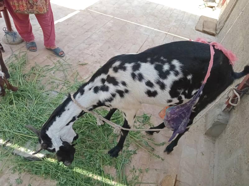 Bakri 1