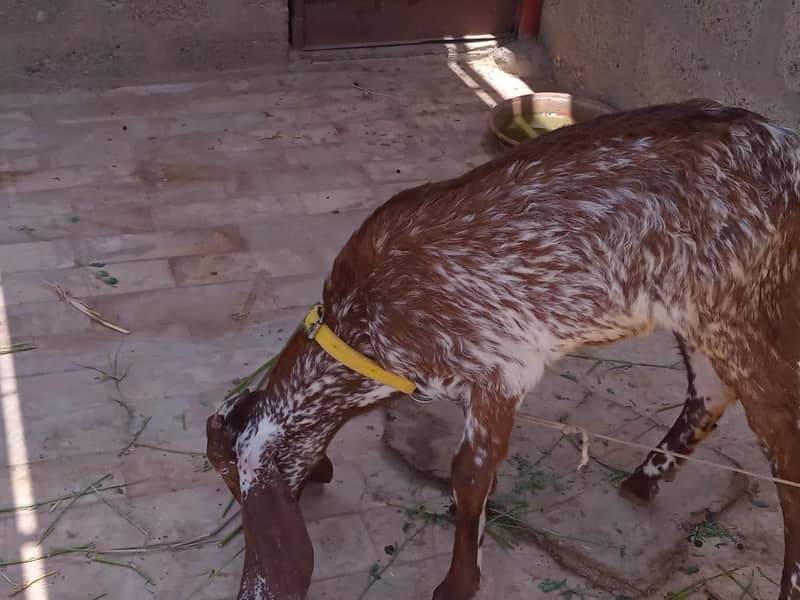 Bakri 2