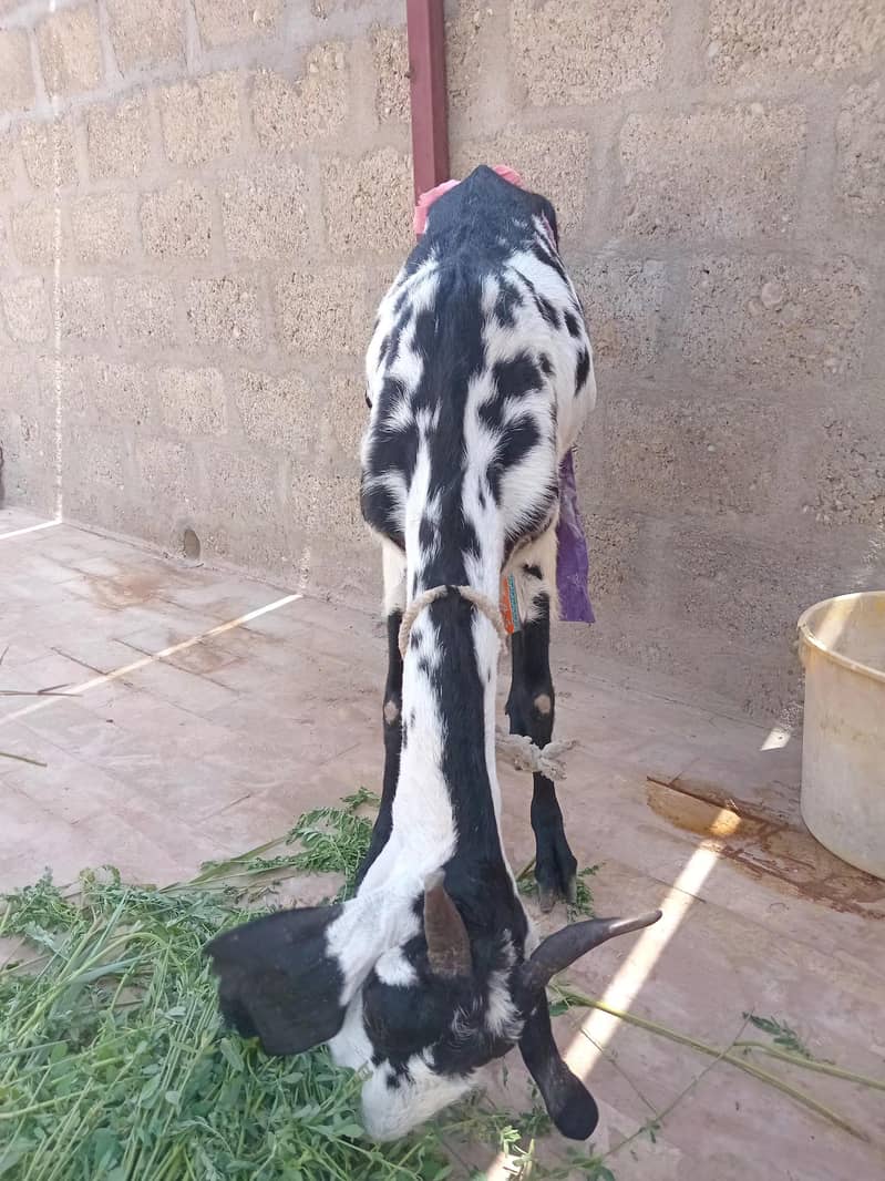 Bakri 3