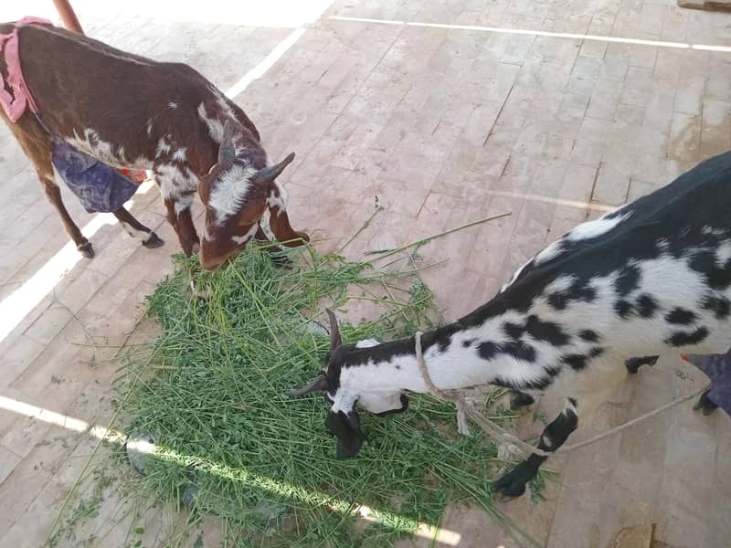 Bakri 4