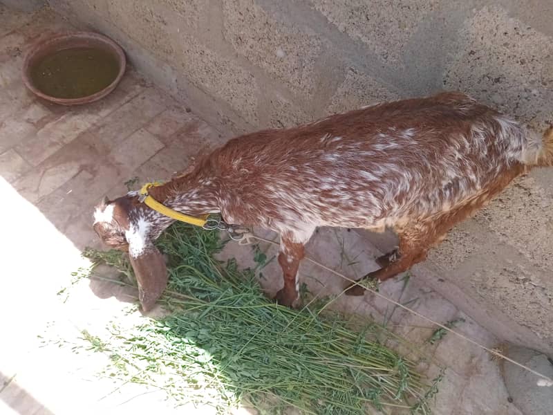 Bakri 5