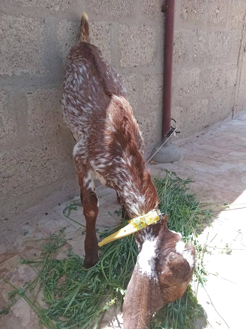 Bakri 6