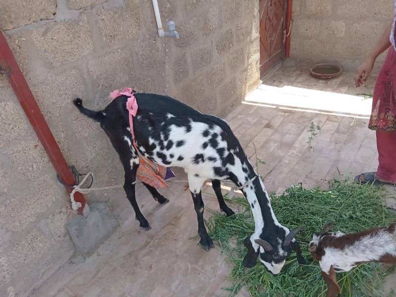 Bakri 7