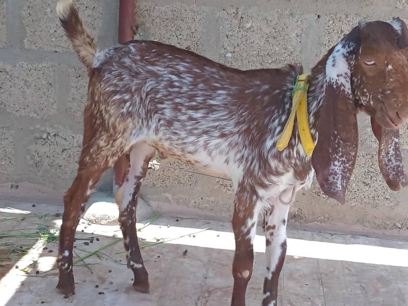 Bakri 8