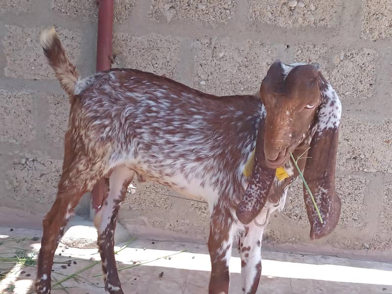 Bakri 9