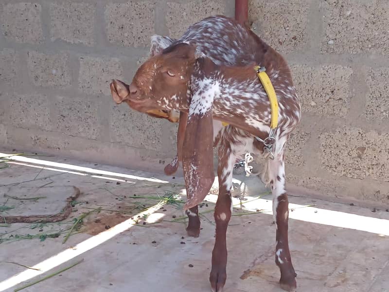 Bakri 10