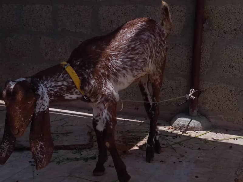 Bakri 11