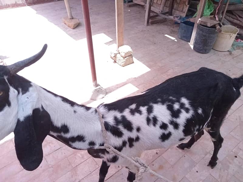 Bakri 12