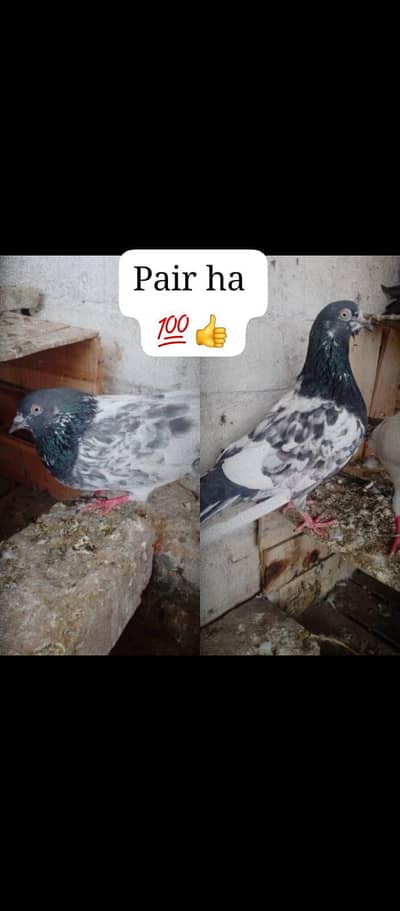 Ghar Ka pair Ha