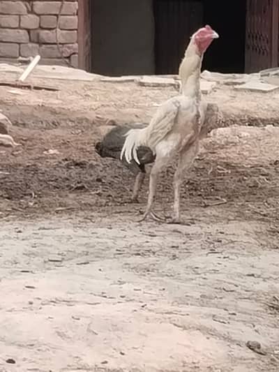 White shamo