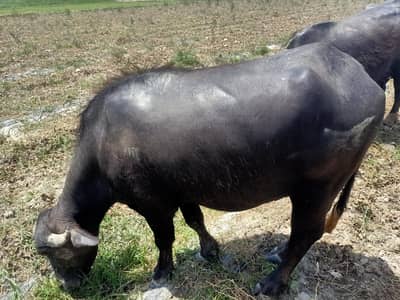 Neeli Ravi Cow | Qurbani Cow | Premium Neeli Ravi Cattle