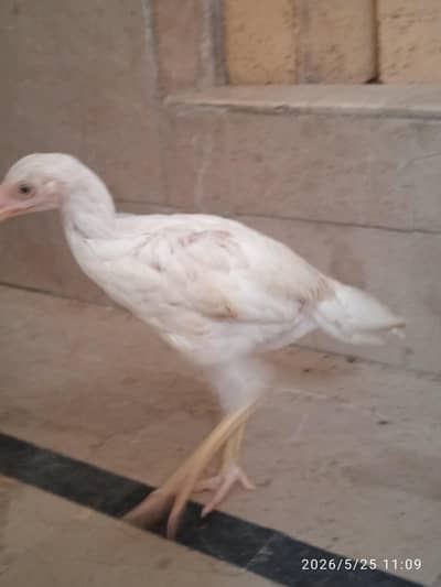 aseel chicks