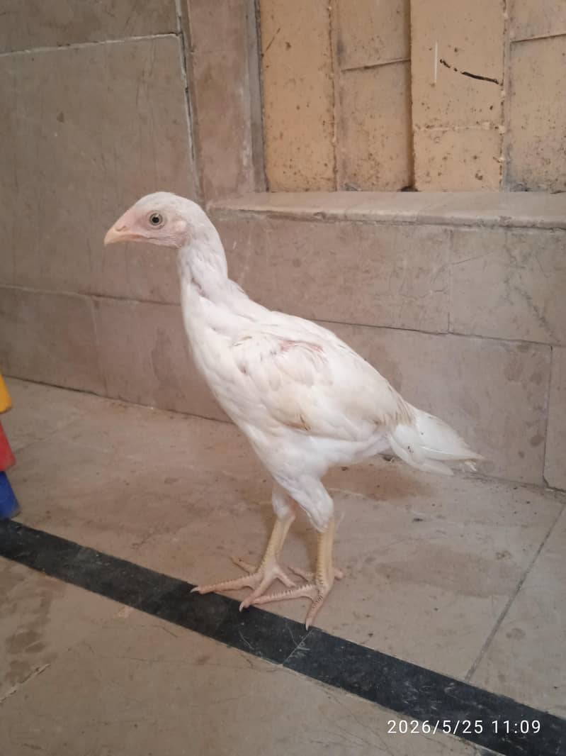 aseel chicks 1
