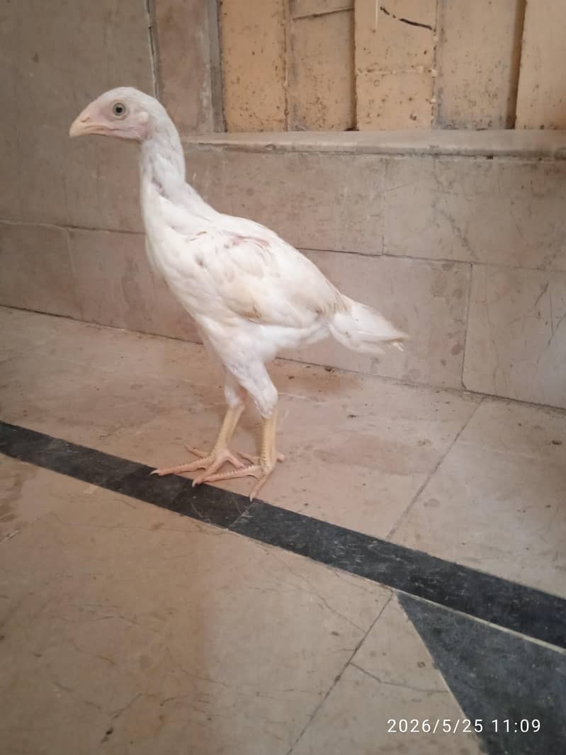 aseel chicks 2