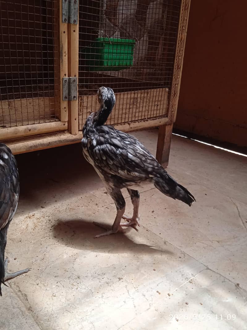 aseel chicks 3