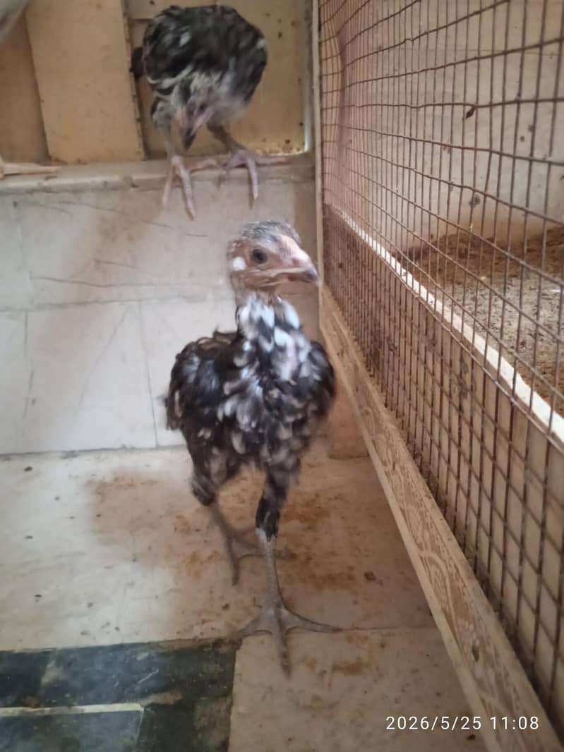 aseel chicks 4