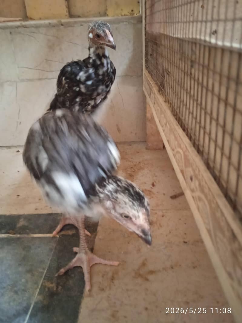 aseel chicks 5