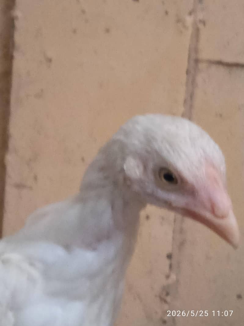 aseel chicks 6