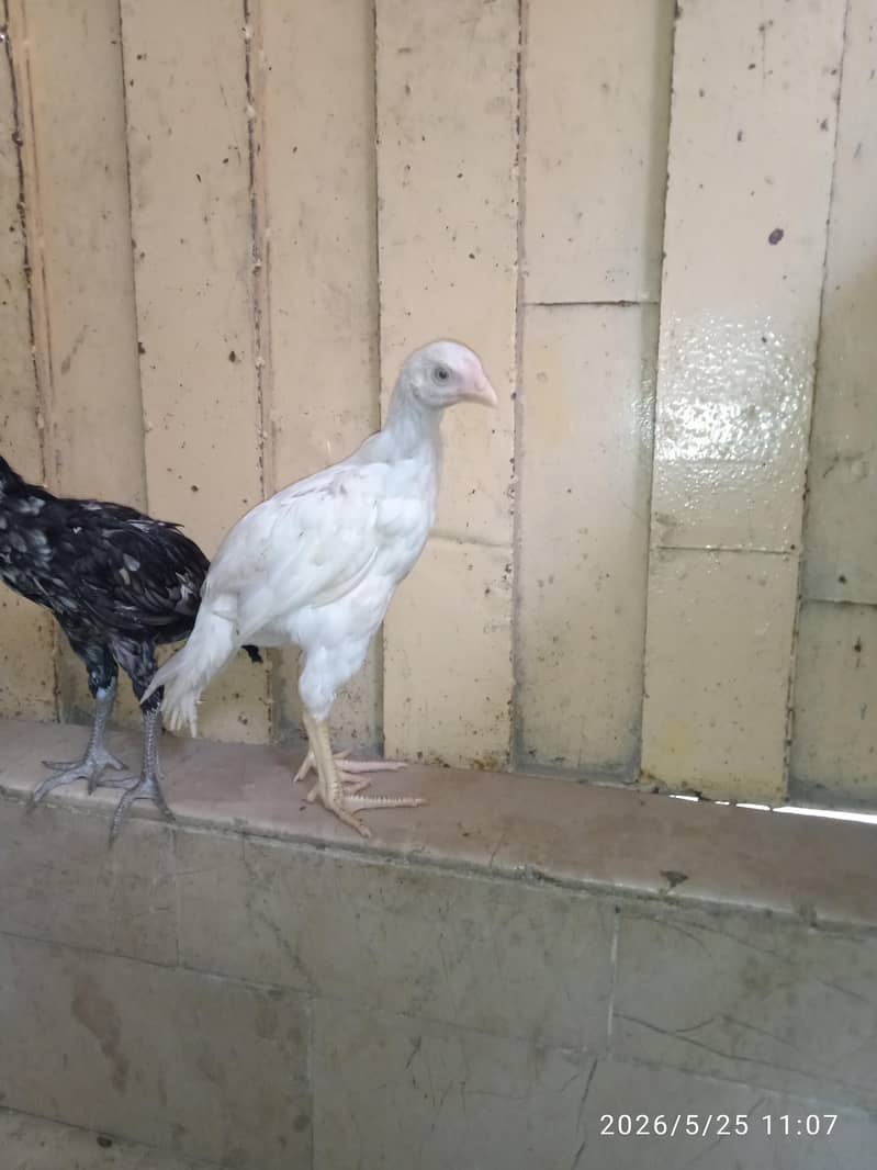 aseel chicks 7