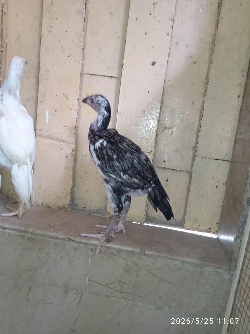 aseel chicks 8