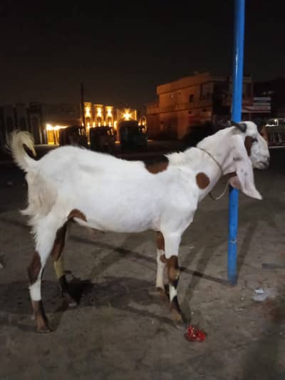 Goats | Bkra | Desi Bkra | White Bkra | Goats /Bkra For Sale | Qurbani