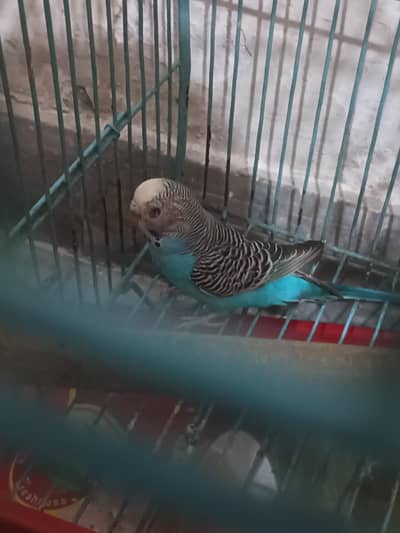 Budgie