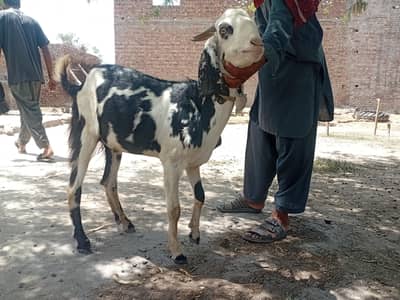 bakra